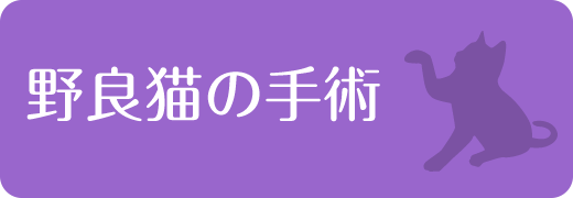 野良猫の手術