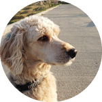 看板犬 喜羅(きら)